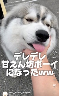 アフターの姿。耳が倒れてアザラシみたい