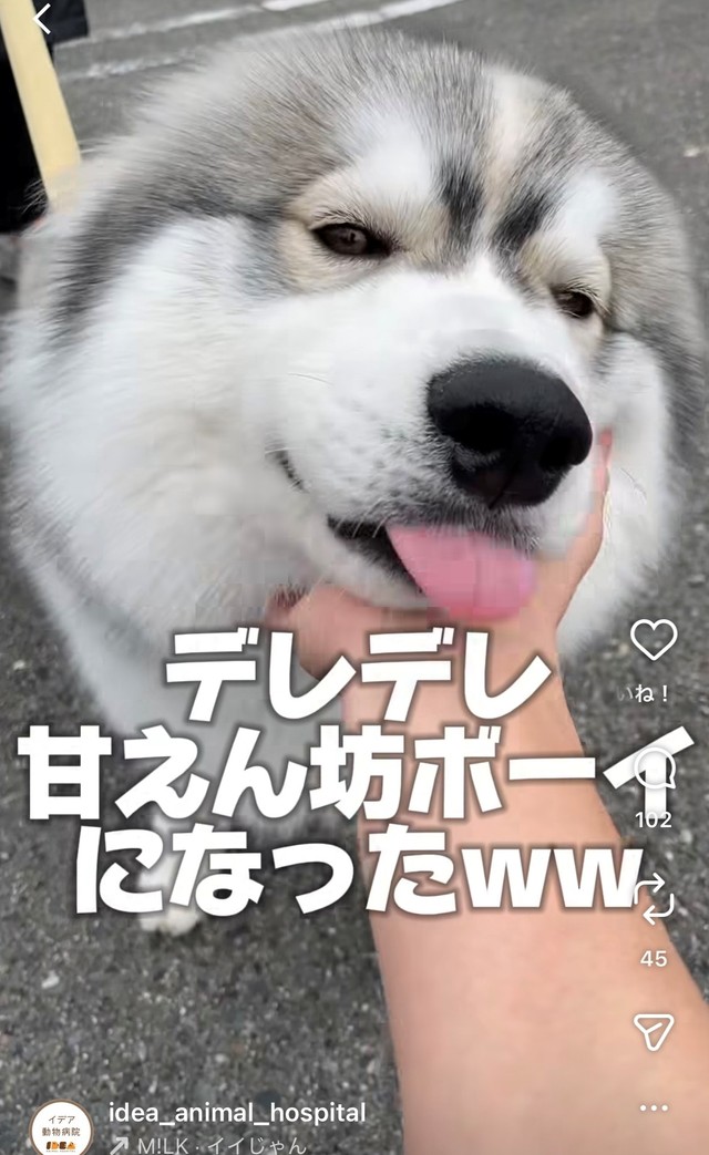 アフターの姿。耳が倒れてアザラシみたい