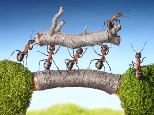 効率だけを求める生物は滅びる　アリに学ぶ、組織のマネジメント