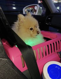 ラスクちゃんは助手席に置いたキャリーケースに入れられ、シートベルトで固定していたという（飼い主さん提供、事故時はキャリーケースの上の扉を閉じていたとのこと）