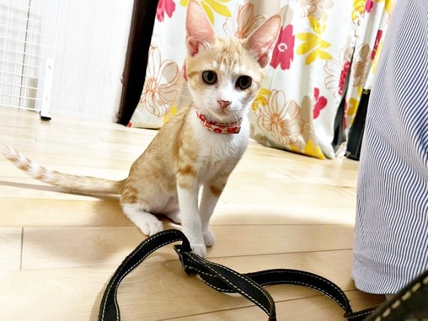 元気を取り戻した月ちゃん（画像提供：たちつてとさん）