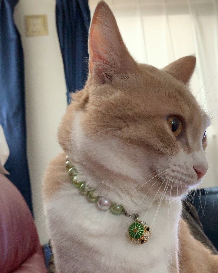 目が開いていない子猫を道路で保護 ミルクティー色の美しい美猫に成長