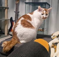 大きめボディと哀愁漂うしょんぼり顔が魅力の元保護猫、しょぼぼくん（画像提供：tknさん @tatatano129）