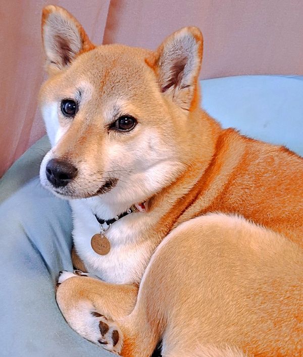 ドッグランで“柴の開き”が完成！？ 撫でられすぎてピーンと伸びた柴犬