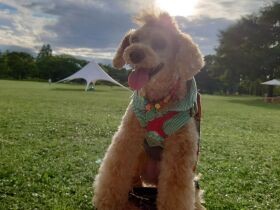 スタバに寄ると長めのドライブだと察する　お散歩大好きトイプードル「モカ」