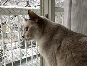 寒がりの怖がりさん　南カリフォルニア生まれの保護猫ぱにら