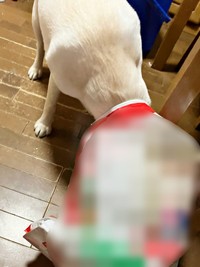 フードが空っぽに！ るうちゃんの「隠れん坊」に注目（画像提供：がう2さん）