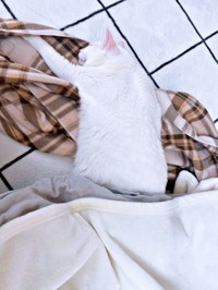 こたつからはみ出て眠るねるくん（画像提供：くうねるさん）