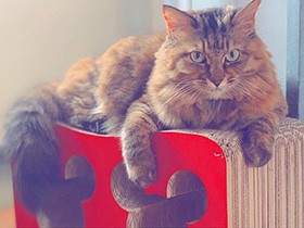 このお名前、正しく読めたらすごいかも？！　MIX「山本五十六meiji」　