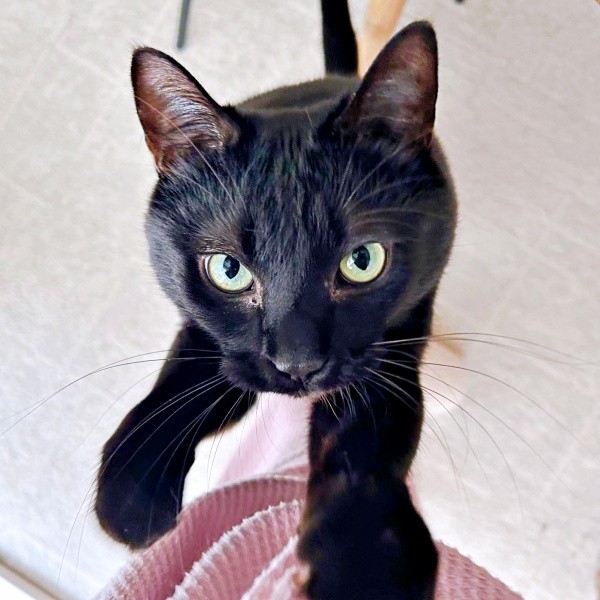 飼い主さんを見上げるさすけくん（画像提供：mさん）