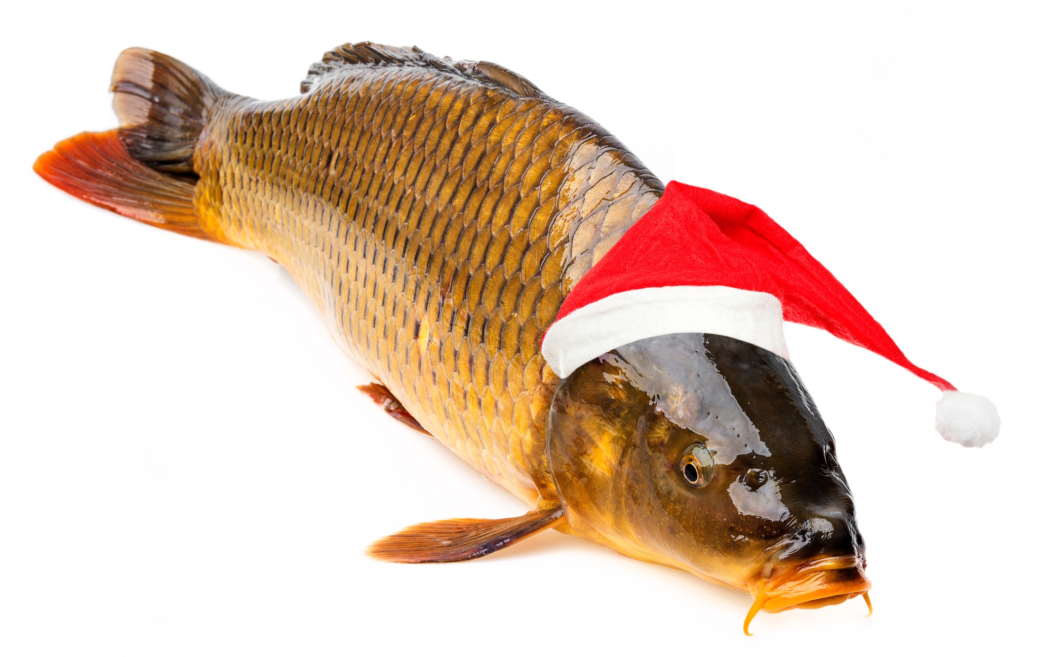 ポーランドのクリスマスは「コイの季節」だった！聖夜の各国料理を紹介、肉より魚を食べる国の背景とは？｜よろず〜ニュース