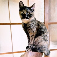 木の上に登るのはお手のもの！ サビ柄が美しいサニーちゃん（画像提供：popncatさん）