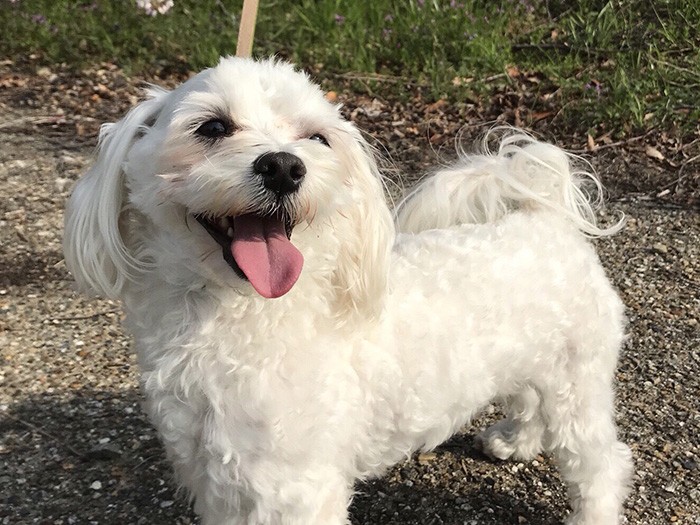 フェタはお散歩もできるようになった