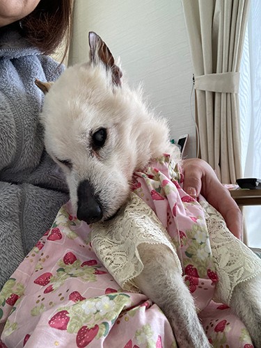 イチゴ柄にレース袖がおしゃれなハルくん。「友人や母親がハルの洋服を仕立ててくれるんです」（上村さん提供）
