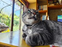 ふかふかした大きな子になった＝chi_puc_noa_yuz2828さん提供