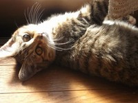 お迎え当初、へそ天でくつろぐゆずちゃん（画像提供：バニラさん）