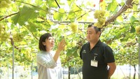 秋の味覚！フルーツ王国・岡山で果物の“目利き術”学ぶ－その道のプロに聞け！－