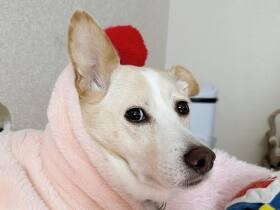 飼い主の誕生日に出会った雑種犬「ハッピー」　妹もでき美人に成長中