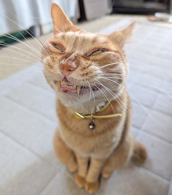 ねこですって言われても信じられないんだが」ユニークな表情の猫さん