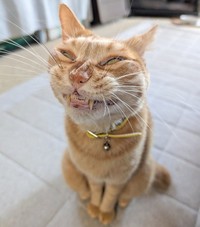 ねこです（提供：ぷりんちゃん𝕏さん）
