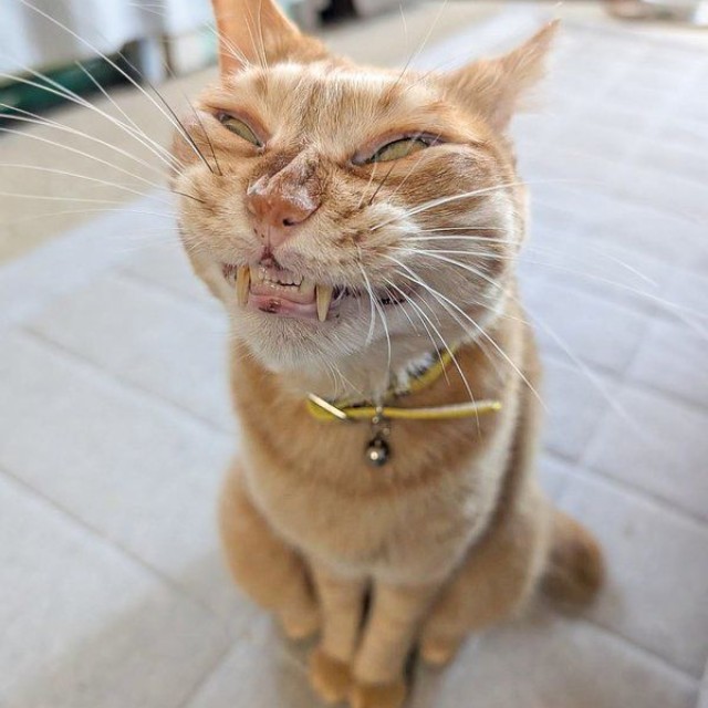 ねこです（提供：ぷりんちゃん𝕏さん）