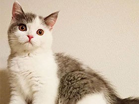 キャットタワーの上で堂々ポーズ　ブリショーの「うた」