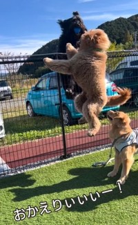 お迎えのジャンプ！アルフくんだが（飼い主さん提供、Instagramよりキャプチャ撮影）