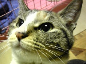 猫とキャンピングカー旅　トラブル発生で、なつかない猫と心が通った瞬間