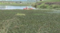 高松市の春日川で水草が「大量繁殖」