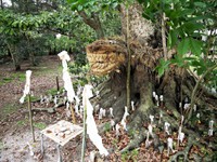 出雲の荒神巡り ― 樹木に巻き付く藁蛇の信仰（画像提供：ホウロクさん）
