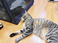 ケージの中のるなちゃんに寄り添う先住猫・ふくちゃん（画像提供：むぎさん）