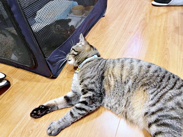 ケージの中のるなちゃんに寄り添う先住猫・ふくちゃん（画像提供：むぎさん）