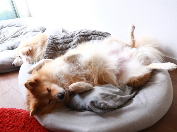 品の違いが良く分かる姿