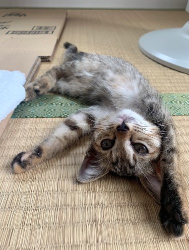 エンジンルームから救い出されたモカちゃん（健太さん提供）