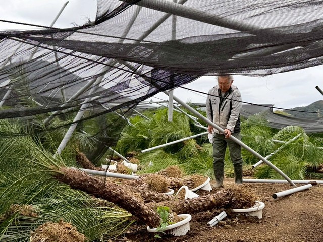 八丈島で相次いだ台風被害 地場産業の復興へ「ありのままを伝えたい 