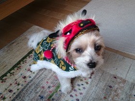 まるで繭玉だった犬「かい子」　全力で愛することが生きる理由