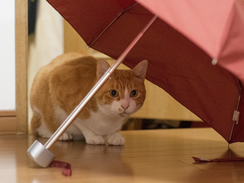 「こんなところに手頃なテントがある」（小林写函撮影）