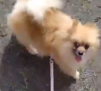 散歩の途中、嬉しそうにママさんの顔を見上げるはるちゃん