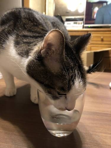 ニャンタもこれやります