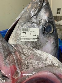 本マグロの頭とカマ98円／幸丸　公式X（@skanayaneko）より