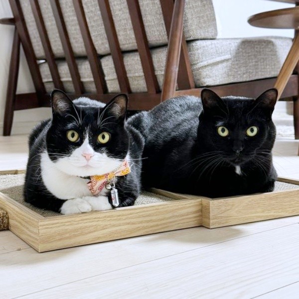 横並びになってくつろぐ（左から）はちちゃん、くうちゃん（画像提供：hachi_quuさん）