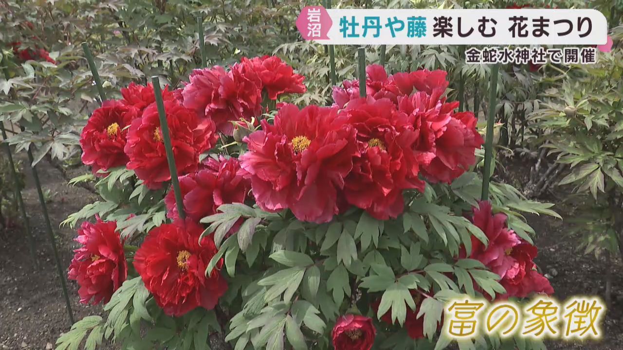 牡丹や藤を愛でる花まつり　宮城・岩沼市の金蛇水神社