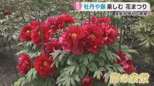 牡丹や藤を愛でる花まつり　宮城・岩沼市の金蛇水神社