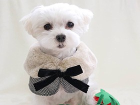 ベルを鳴らしたりピアノも弾くよ　マルチーズの「小雪」