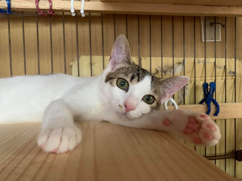 シェルター時代の姫。譲渡希望者が多かったと言うが…