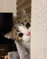 「ちらっ」と飼い主さんの様子を見る＝しずわらひなたさん（@shizuwarahinata）提供