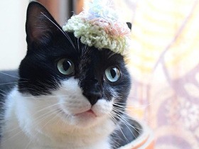 君を見てるとみんなニコニコ　ミックス猫の「ニコ」