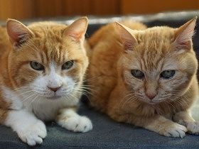 たくさんの保護猫と暮らし、見守ってきた女性　「どの猫にもドラマがある」