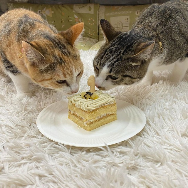１歳のお誕生日、仲良くケーキを食べた