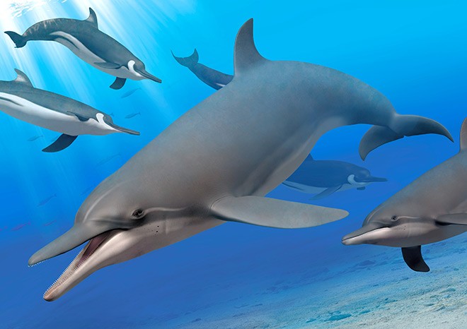 Dolphin With Tusklike Teeth, Nihohae Matakoi, Was a Unique Species - The  New York Times